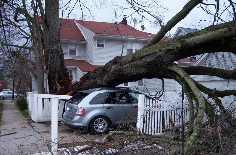 Emergency Tree Removal Service - tree fallen on top of a car in a driveway.