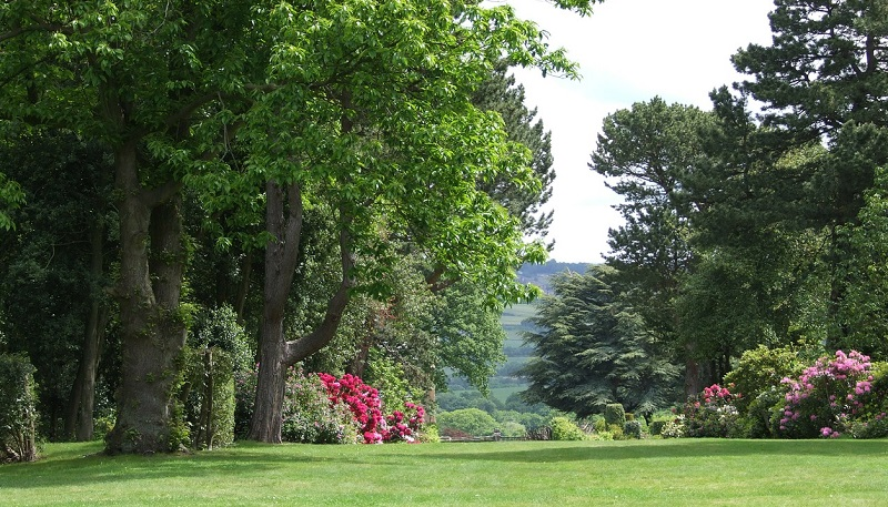 Big grassy yard leading to treed area with colorful shrubs | tree care in Bear DE | Stein Tree Service