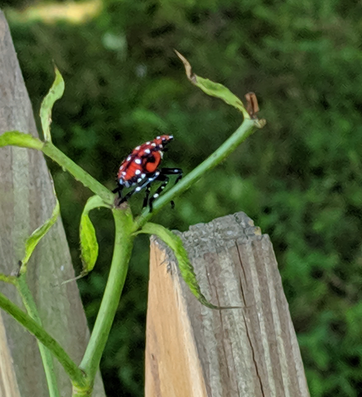 spotted lanternfly young on plant | tree care in Brandywine DE | Stein Tree Service