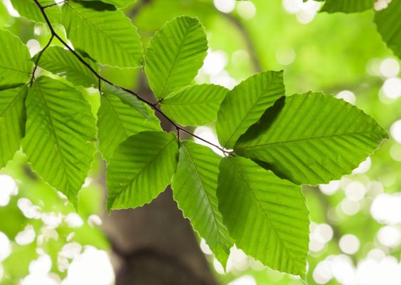 beech leaf